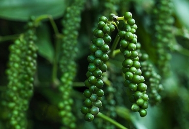 Giá tiêu hôm nay 12/6: Đi ngang