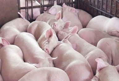 Giá heo hơi hôm nay 13/6: Biến động không đồng nhất tại 3 miền