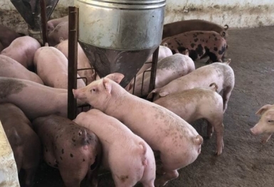 Giá heo hơi hôm nay 15/6: Tăng cao nhất 3.000 đồng