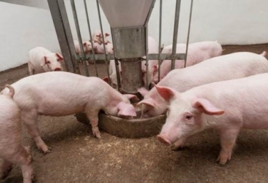 Giá heo hơi hôm nay 17/6: Tiếp tục tăng 1.000 đồng