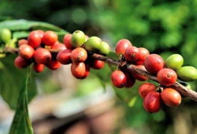 Giá cà phê hôm nay 18/6: Quay đầu giảm nhẹ