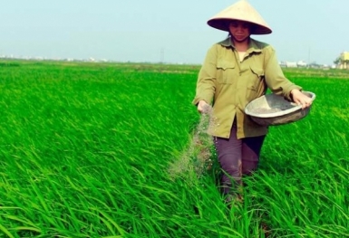 Giá phân bón hôm nay 18/6: Hoạt động giao dịch tiếp tục chậm