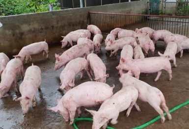 Giá heo hơi hôm nay 19/6: Ổn định ở 3 miền