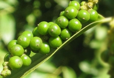 Giá tiêu hôm nay 19/6: Không có biến động