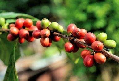 Giá cà phê hôm nay 21/6: Thị trường trong nước tăng 500 đồng/kg