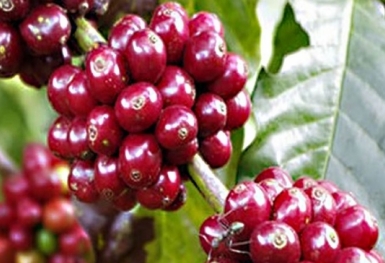 Giá cà phê hôm nay 22/6: Thị trường trong nước giảm nhẹ