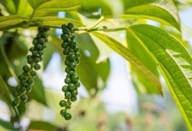 Giá tiêu hôm nay 22/6: Điều chỉnh giảm