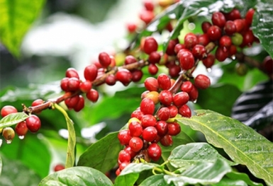 Giá cà phê hôm nay 25/6: Thị trường trong nước giảm mạnh