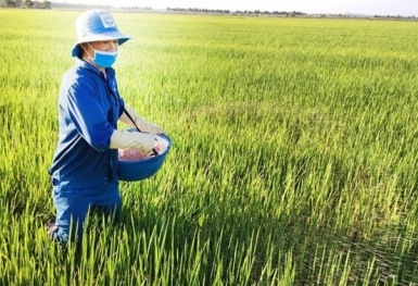 Giá phân bón hôm nay 25/6: Duy trì ổn định