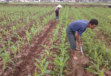 Giá phân bón hôm nay 26/6: DAP tại Việt Nam liên tục giảm