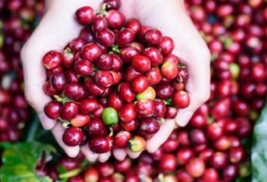 Giá cà phê hôm nay 27/6: Robusta và Arabica đều tăng
