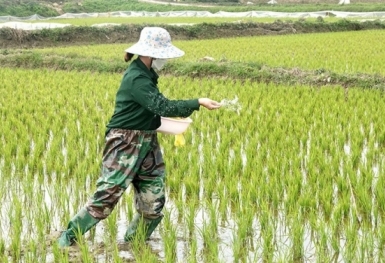 Giá phân bón hôm nay 27/6: Kali trong nước chịu áp lực giảm từ thị trường thế giới