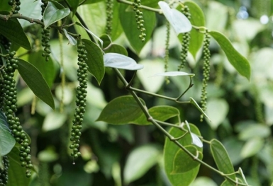 Giá tiêu hôm nay 27/6: Giảm tại các địa phương