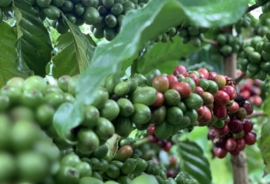 Giá cà phê hôm nay 29/6: Tăng nhẹ