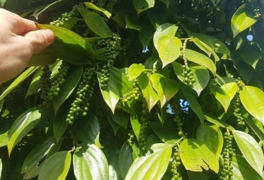 Giá tiêu hôm nay 2/7: Thị trường trong nước đi ngang