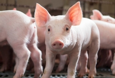Giá heo hơi hôm nay 3/7: Lặng sóng trên cả nước