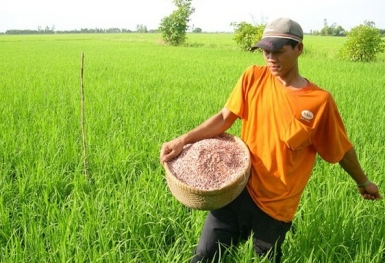 Giá phân bón hôm nay 3/7: Thị trường ổn định