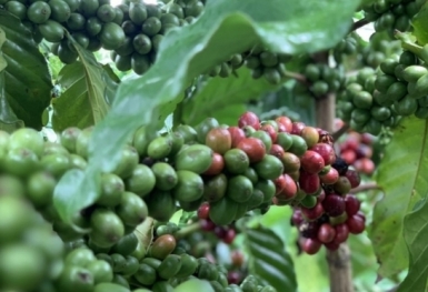 Giá cà phê hôm nay 6/7: Thị trường trong nước biến động nhẹ