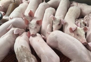 Giá heo hơi hôm nay 6/7: Ghi nhận tăng cao nhất 2.000 đồng/kg