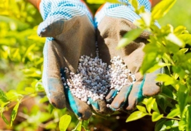 Giá phân bón hôm nay 6/7: Ure dao động trong khoảng rộng