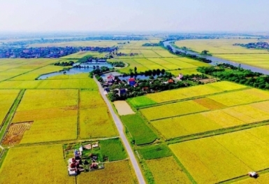 Tin bất động sản ngày 7/7: TP HCM được chuyển mục đích sử dụng đất trồng lúa dưới 500 ha