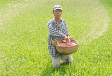 Giá phân bón hôm nay 8/7: Nhu cầu cho vụ Thu Đông tăng chưa nhiều
