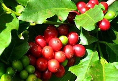 Giá cà phê hôm nay 9/7: Tăng mạnh