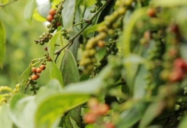 Giá tiêu hôm nay 9/7: Giữ ổn định