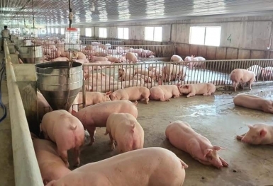 Giá heo hơi hôm nay 10/7: Thị trường lặng sóng