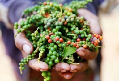 Giá tiêu hôm nay 10/7: Ổn định ngày đầu tuần