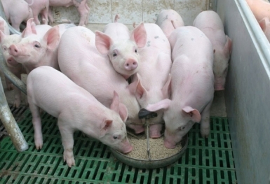 Giá heo hơi hôm nay 14/7: Giảm tại miền Bắc