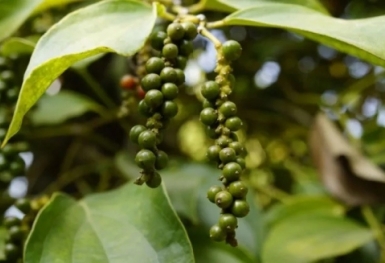 Giá tiêu hôm nay 14/7: Cao nhất 70.000 đồng/kg