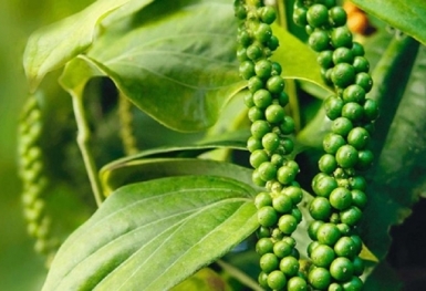 Giá tiêu hôm nay 15/7: Giữ ổn định tại các địa phương