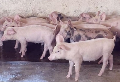 Giá heo hơi hôm nay 17/7: Đi ngang trên diện rộng