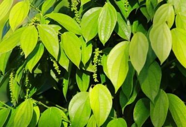 Giá tiêu hôm nay 17/7: Cao nhất 70.000 đồng/kg