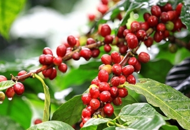 Giá cà phê hôm nay 18/7: Arabica và Robusta biến động trái chiều
