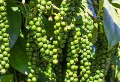 Giá tiêu hôm nay 19/7: Tăng 500 đồng