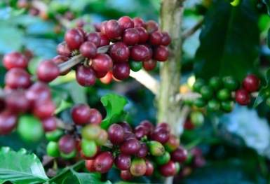Giá cà phê hôm nay 20/7: Thị trường trong nước giảm nhẹ