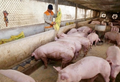 Giá heo hơi hôm nay 20/7: Giảm rải rác