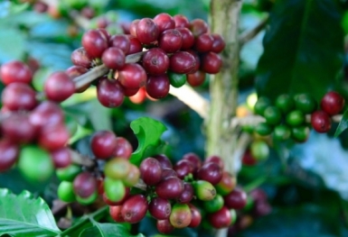 Giá cà phê hôm nay 21/7: Bật tăng mạnh