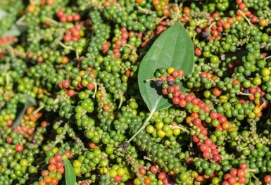 Giá tiêu hôm nay 25/7: Giảm tại thị trường trong nước