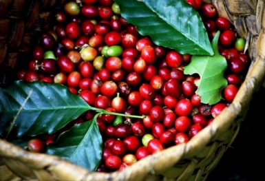Giá cà phê hôm nay 25/7: Robusta và Arabica đều giữ đà tăng