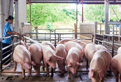 Thị trường lợn hơi trong nước gặp khó vì tình trạng buôn lậu qua biên giới