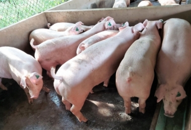 Giá heo hơi hôm nay 27/7: Giảm cao nhất 3.000 đồng
