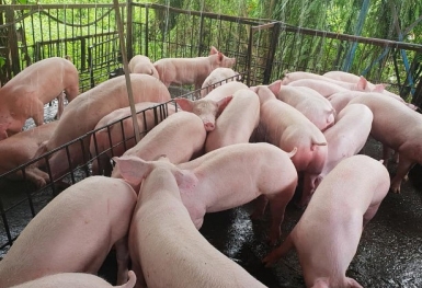 Giá heo hơi hôm nay 28/7: Tiếp đà giảm