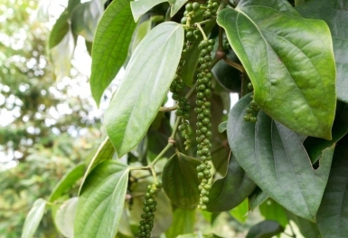 Giá tiêu hôm nay 28/7: Tăng 500 đồng