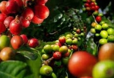 Giá cà phê hôm nay 29/7: Thị trường trong nước tiếp đà tăng