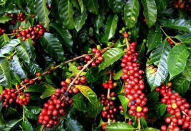 Giá cà phê hôm nay 1/8: Thị trường thế giới giảm nhẹ