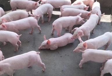 Giá heo hơi hôm nay 1/8: Chững lại và đi ngang