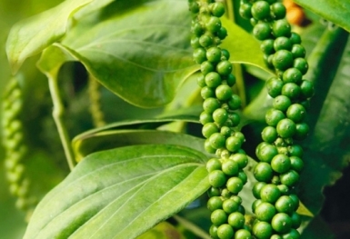 Giá tiêu hôm nay 1/8: Tăng mạnh